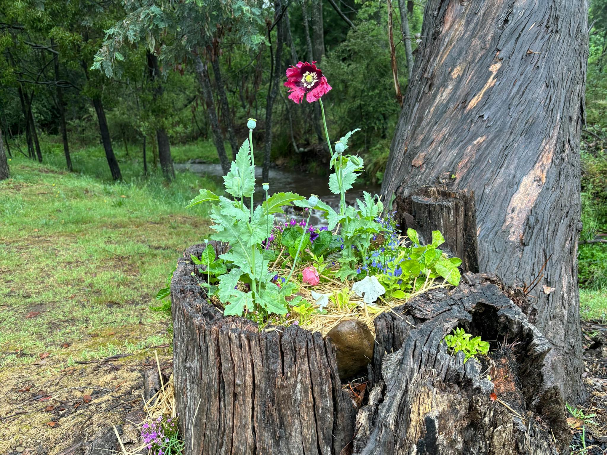 Back to nature at Wandiligong Camping Ground