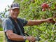 Don Nightingale Picking Apples