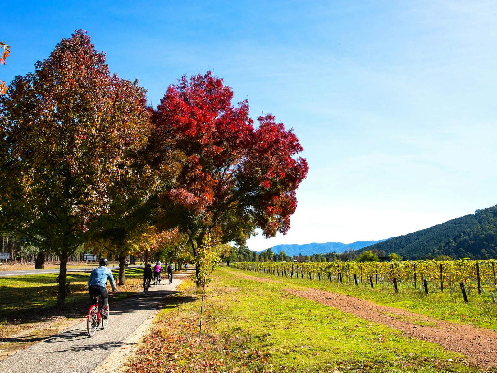 Cycling past a vineyard near Bright on the Murray to Mountains Rail Trail in Victoria.