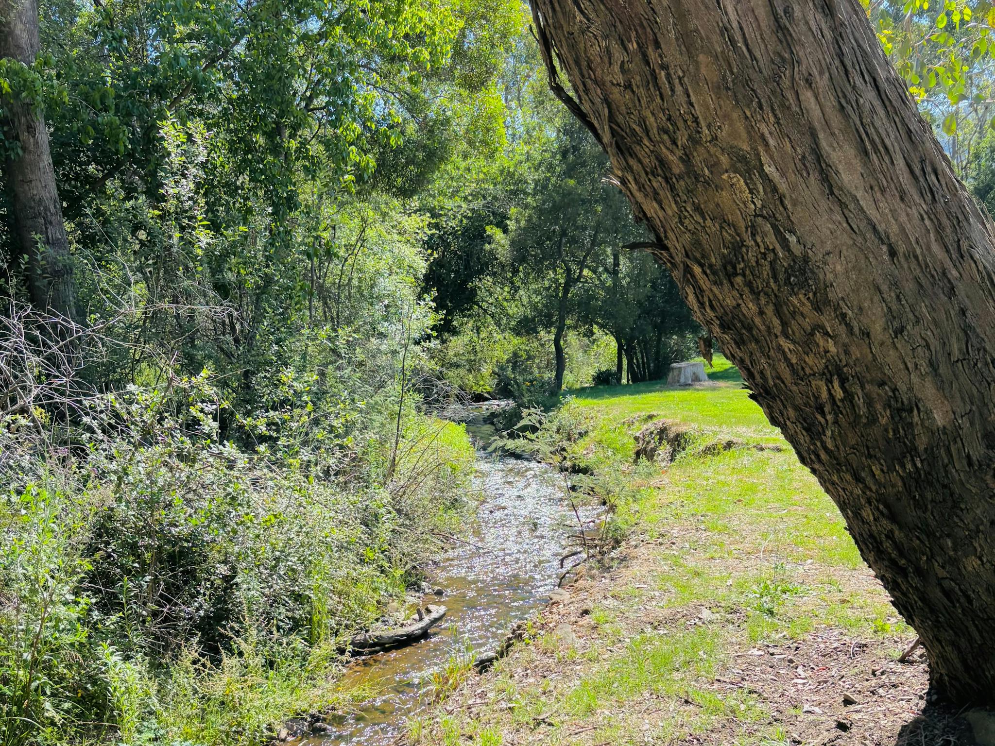 Creek  frontage Wandiligong Camping Ground