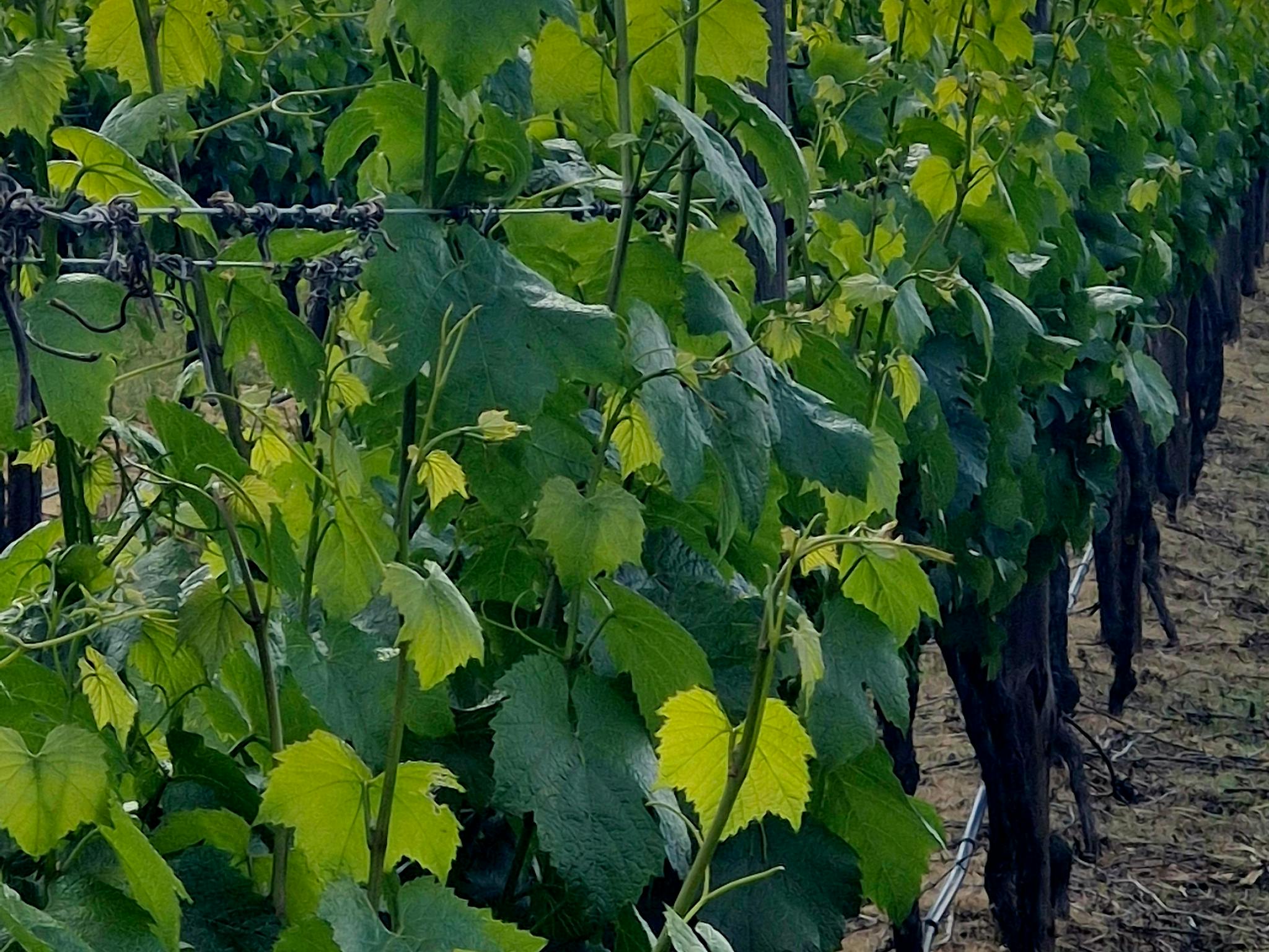picture of vine leaves