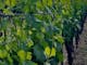 picture of vine leaves