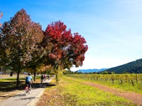 Cycling past a vineyard near Bright on the Murray to Mountains Rail Trail in Victoria.