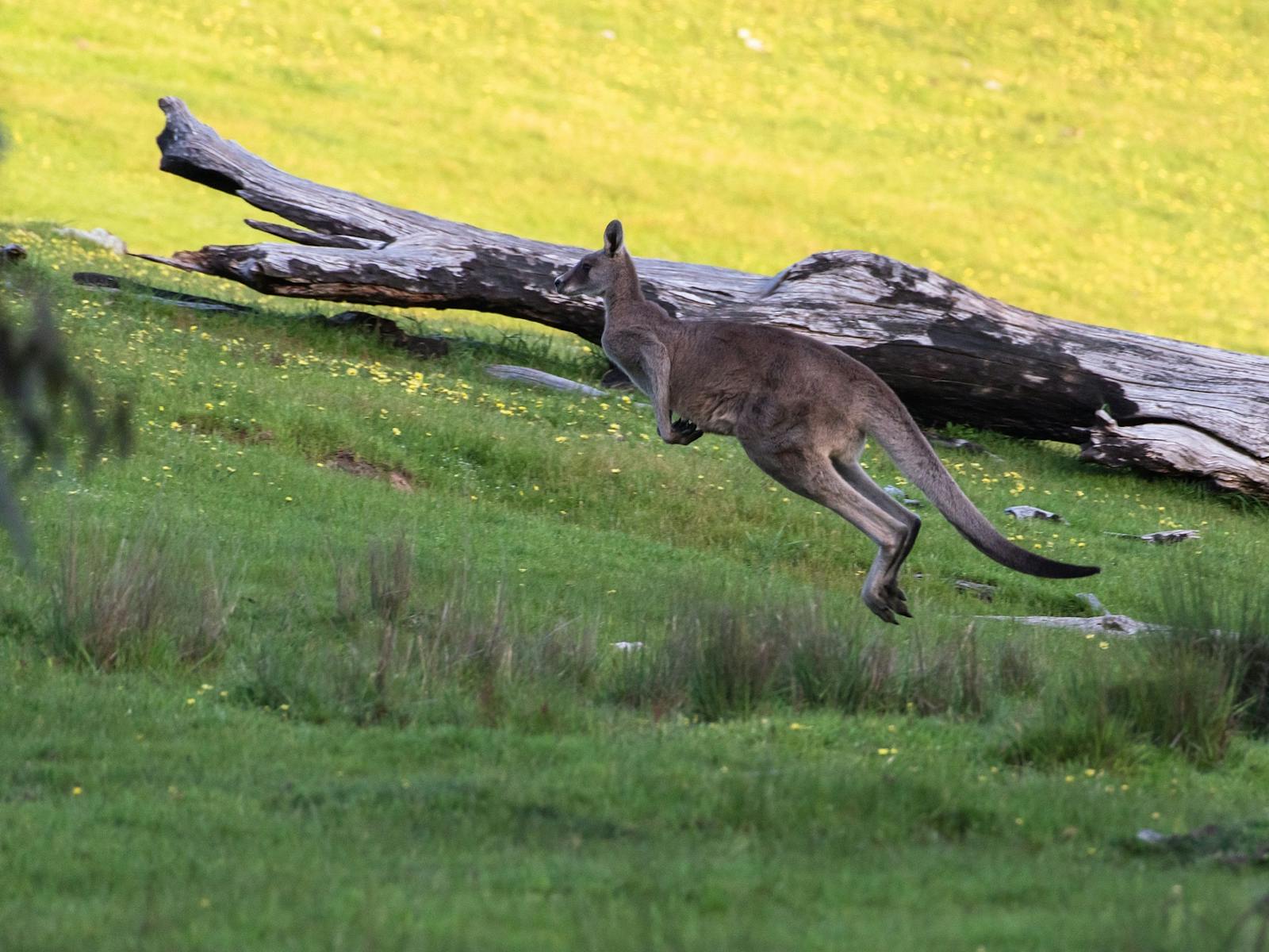 Serena Cottages - Our Surrounding Wildlife