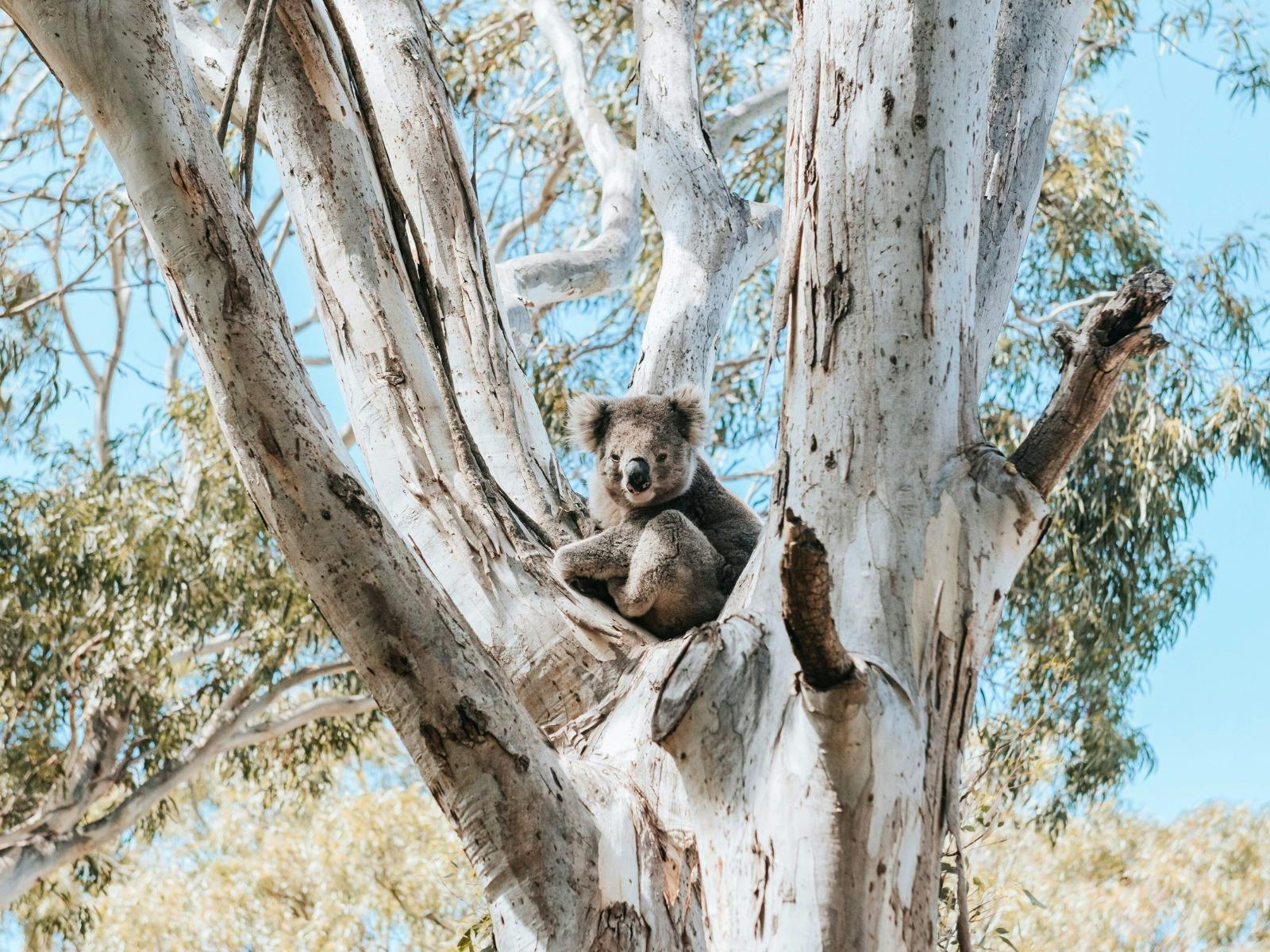 Koala on the tree