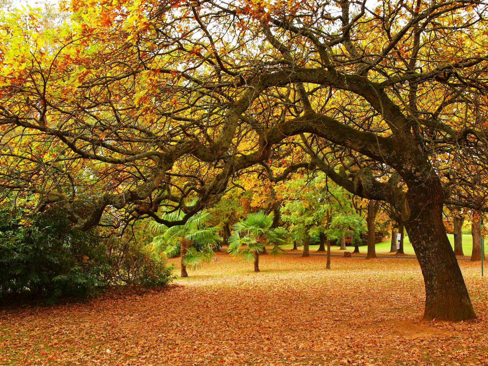 Autumn in Beechworth with trees and leaves