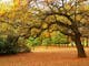 Autumn in Beechworth with trees and leaves