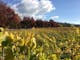 Autumn leaves in the vineyard
