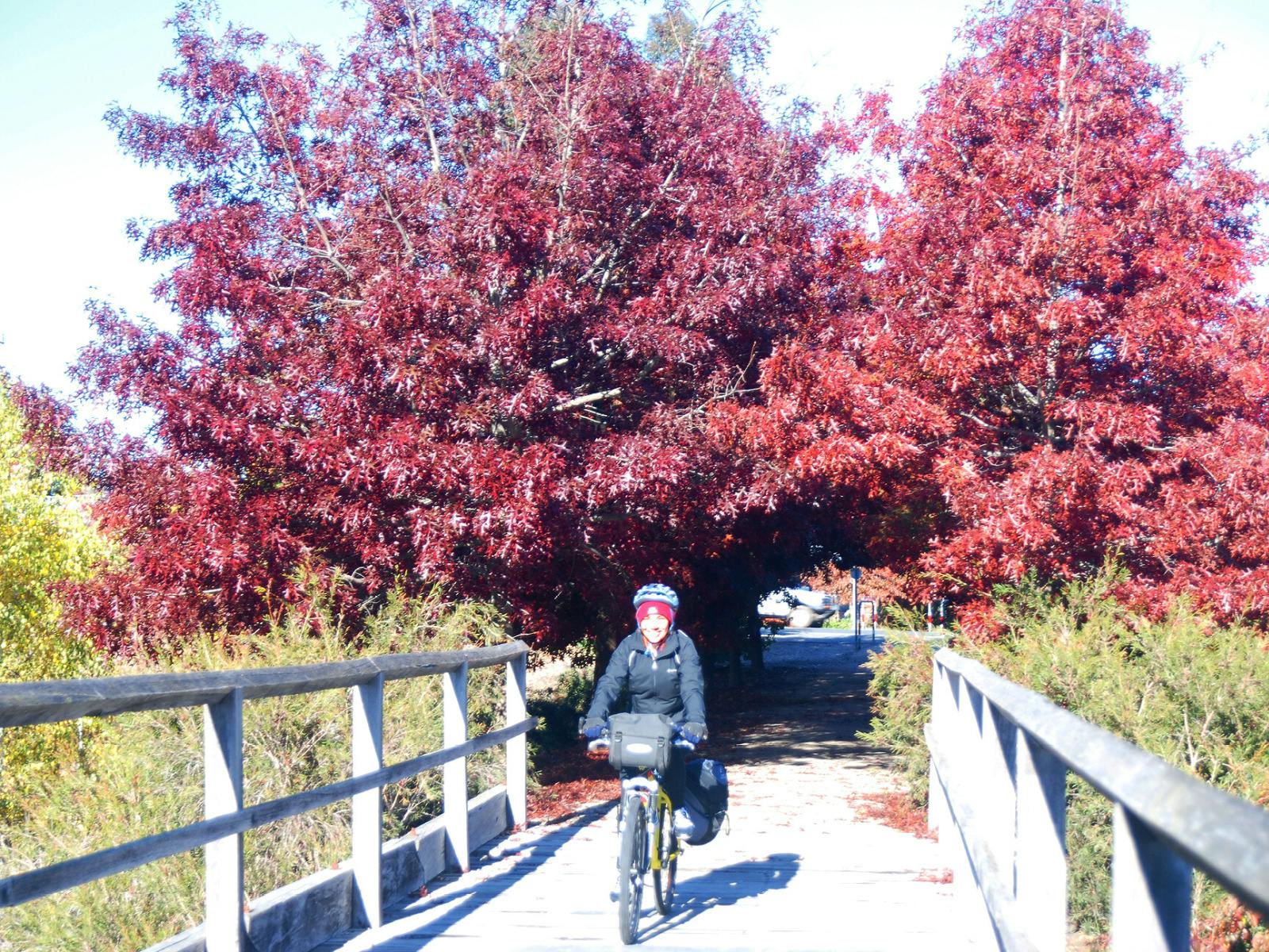 The Murray to Mountains Rail Trail starts at the Beechworth Gardens.