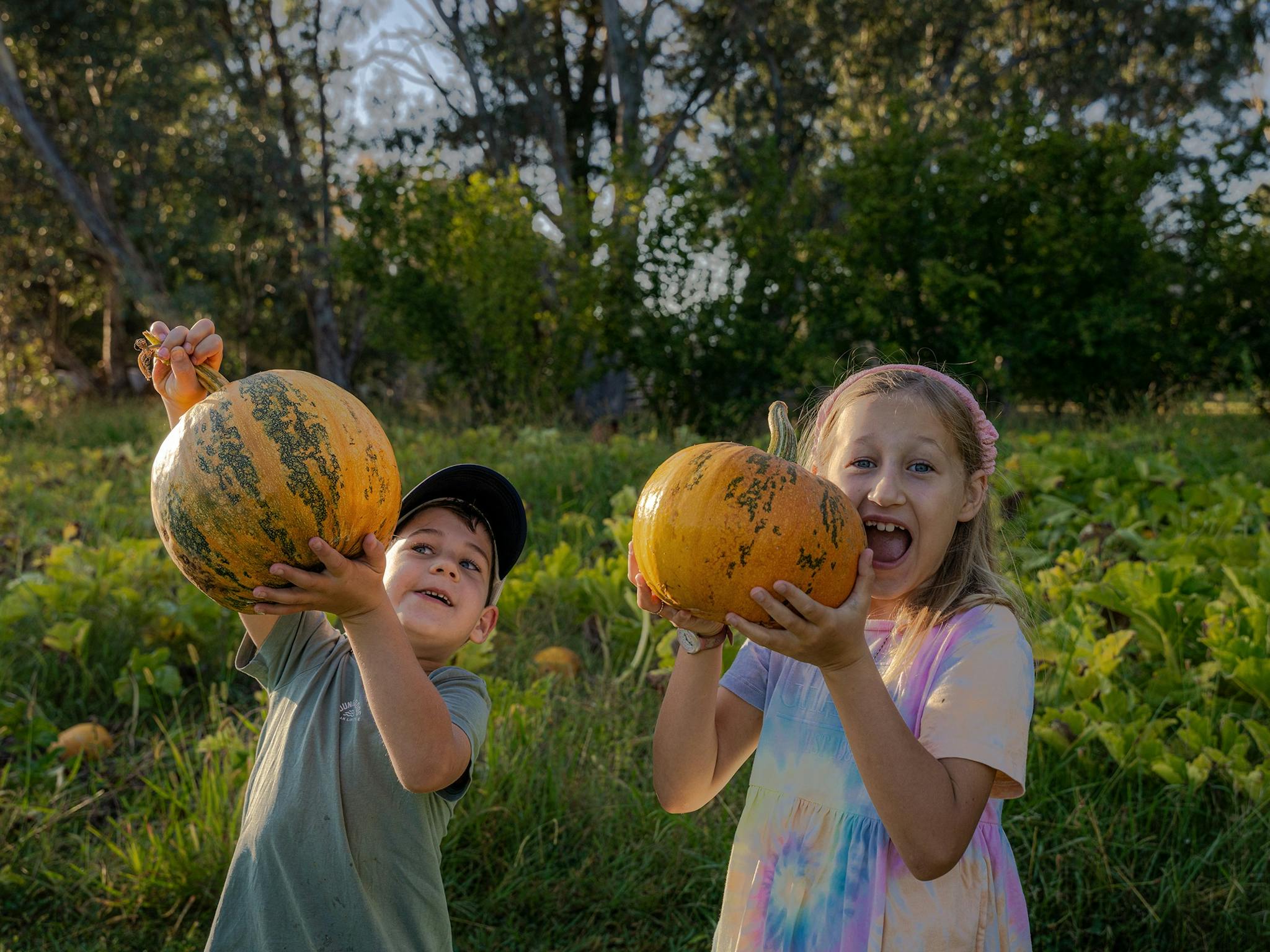 Kids visiting our Pumpkin Patch & Sunflower field in Summer