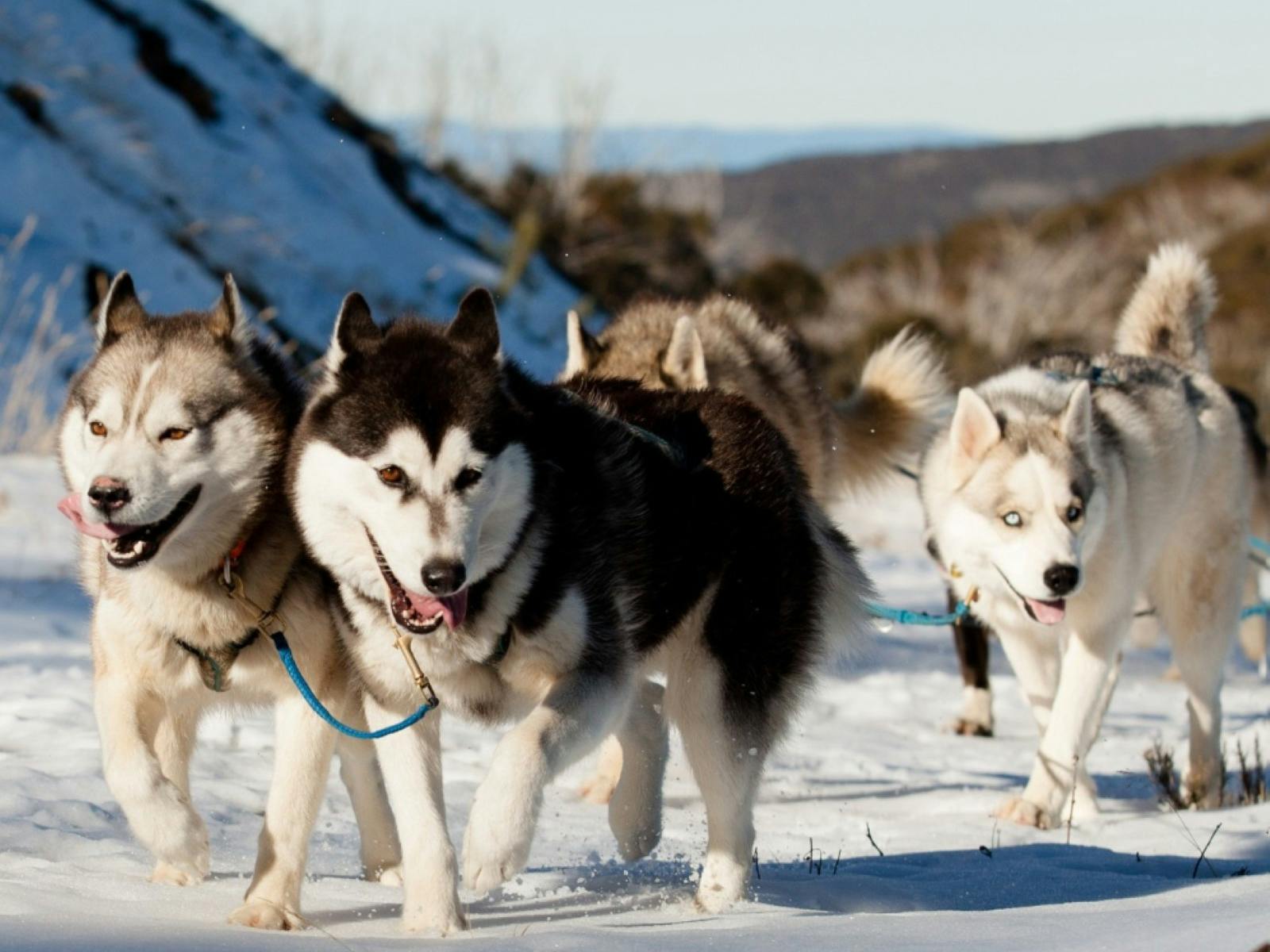 sled tour