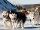 sled tour