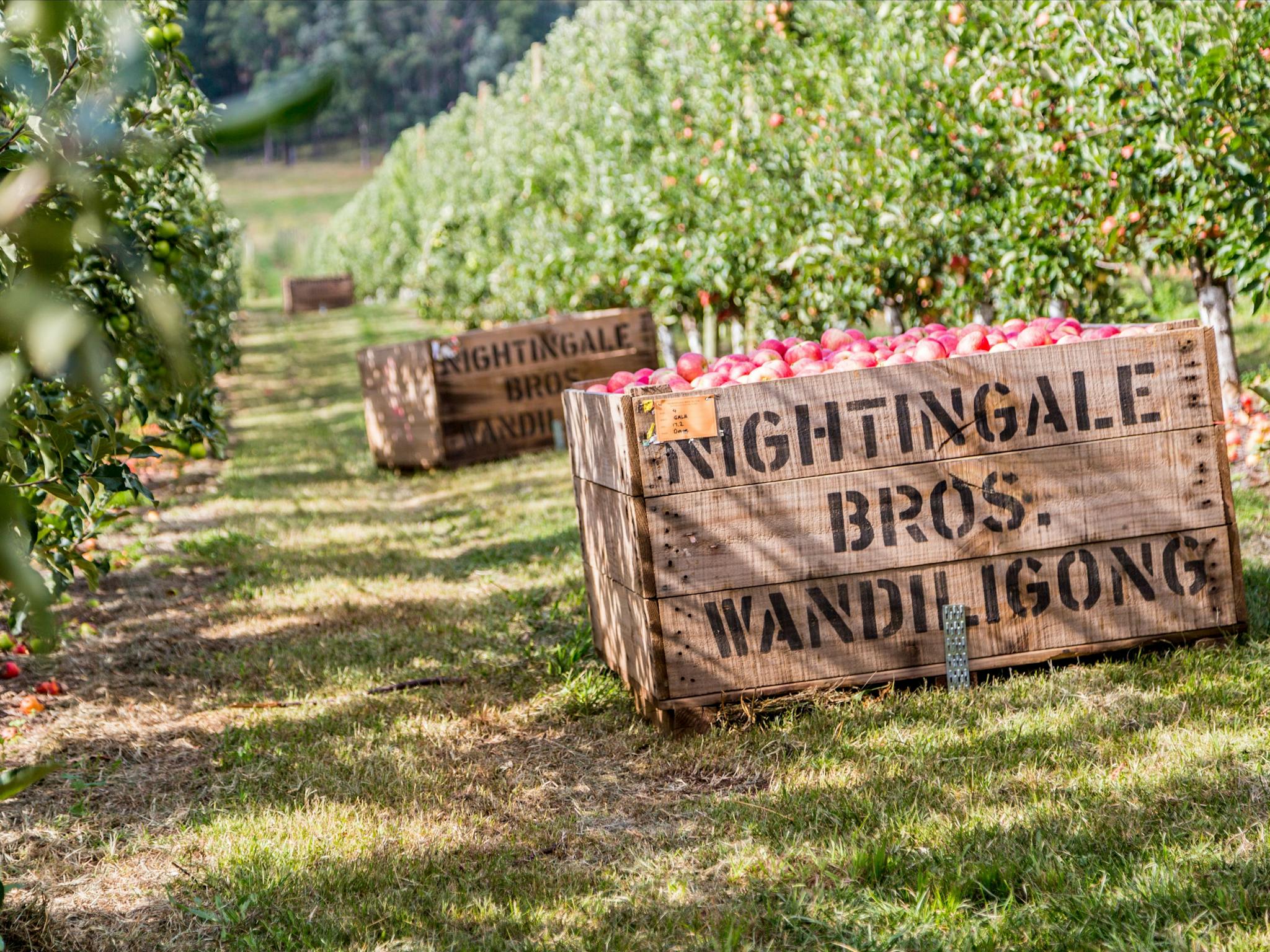 Nightingale Bros Orchard Apple Bins