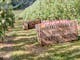 Nightingale Bros Orchard Apple Bins