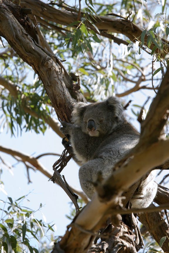 Koala in gumtree at Paynesville