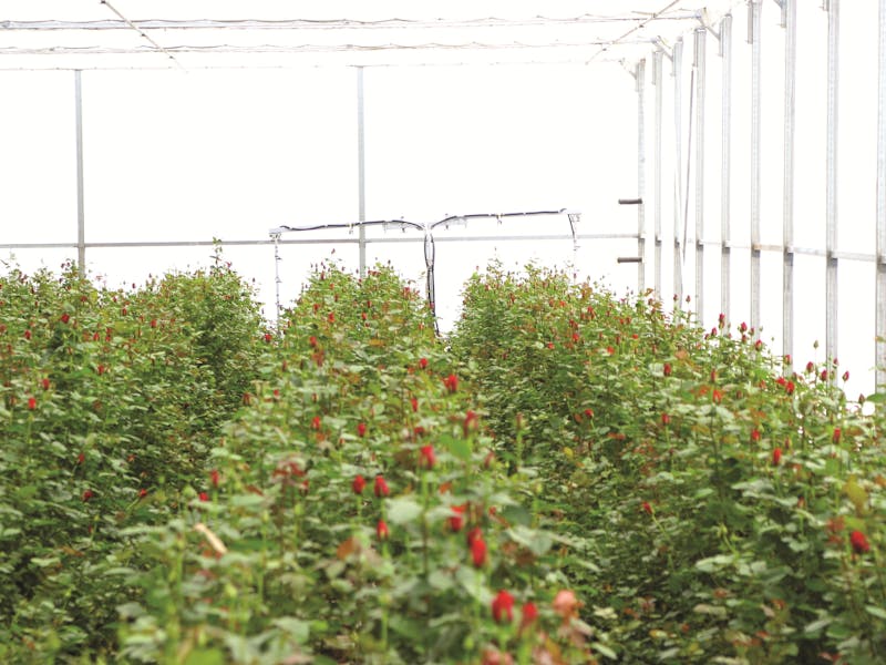 hydroponic gardening system Hydroponic Cultivation Of Roses