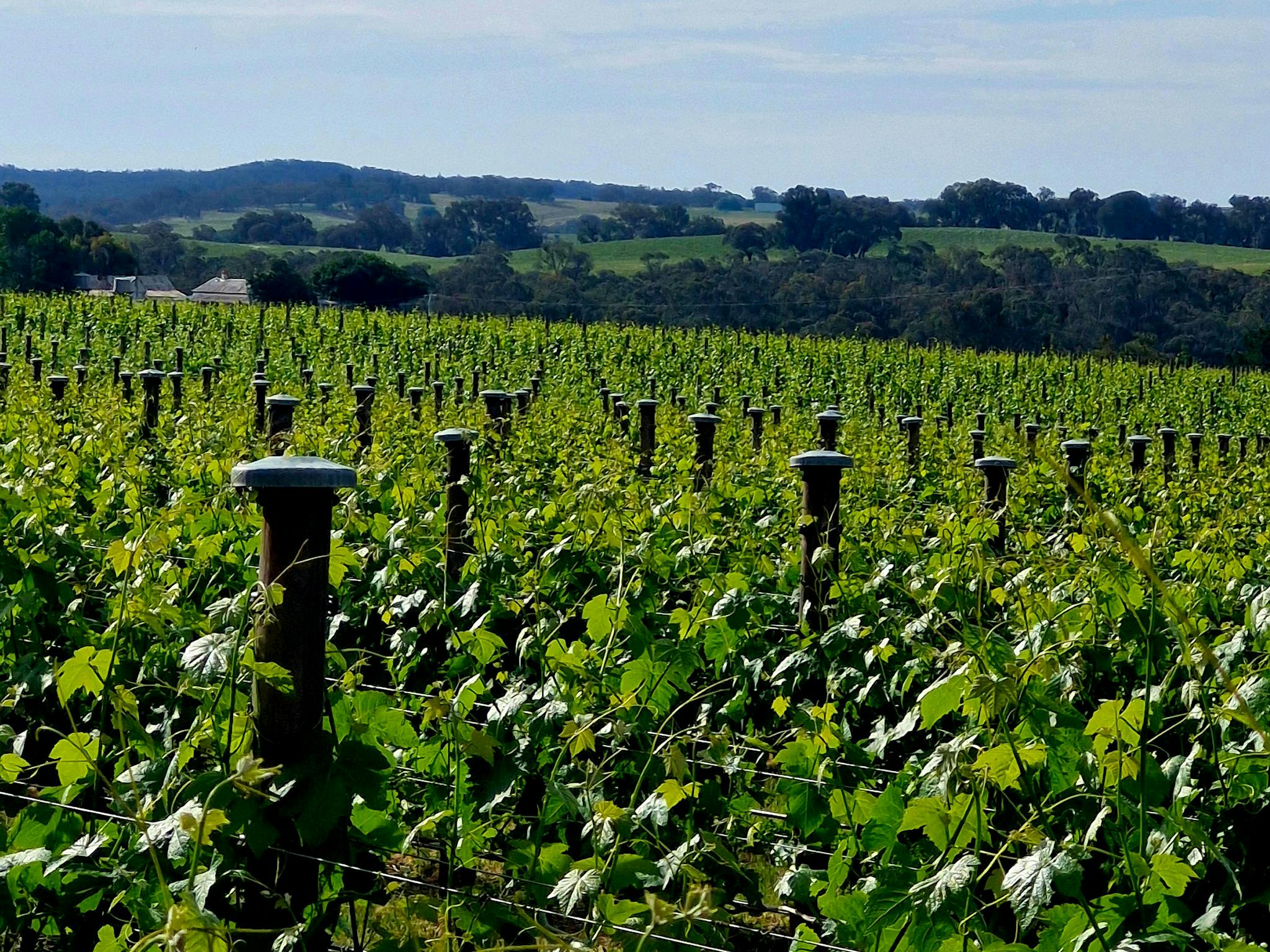 picture of vineyard