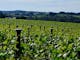 picture of vineyard