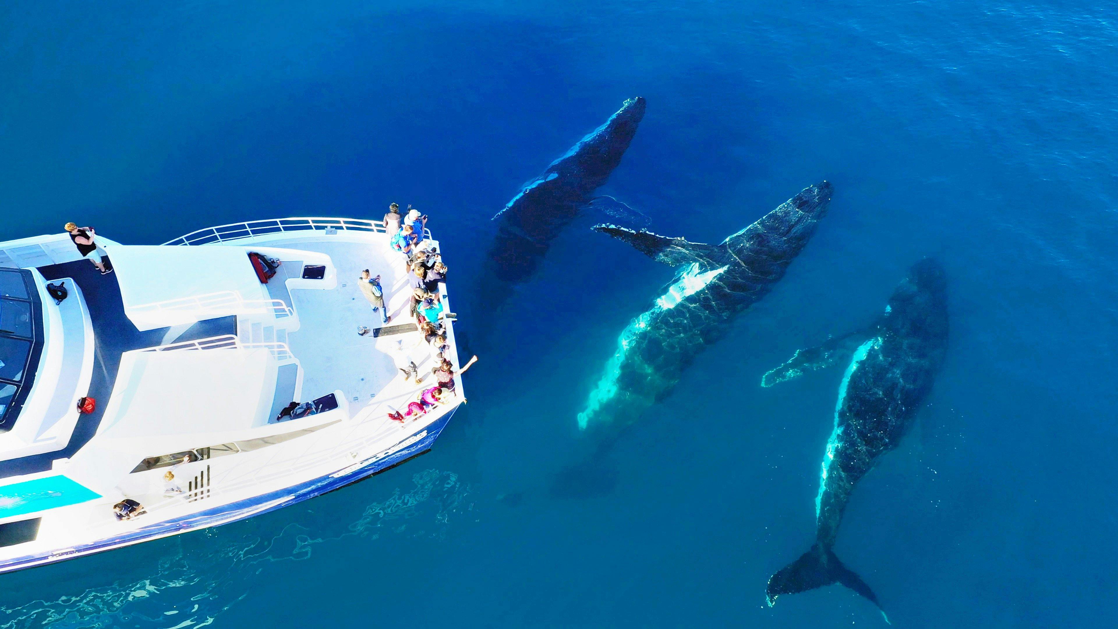 Tasman Venture Whale Watching Hervey Bay Visit Fraser Coast