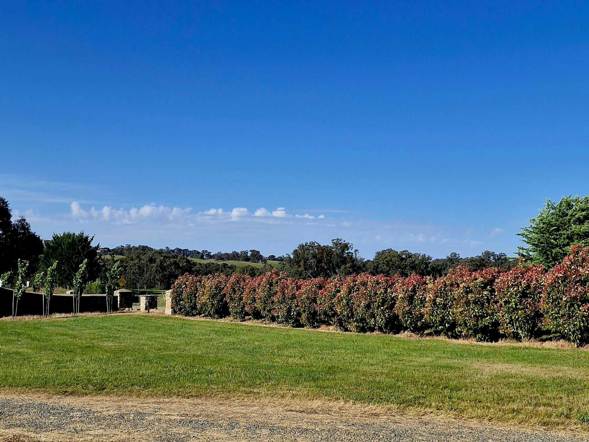 picture of grass and trees