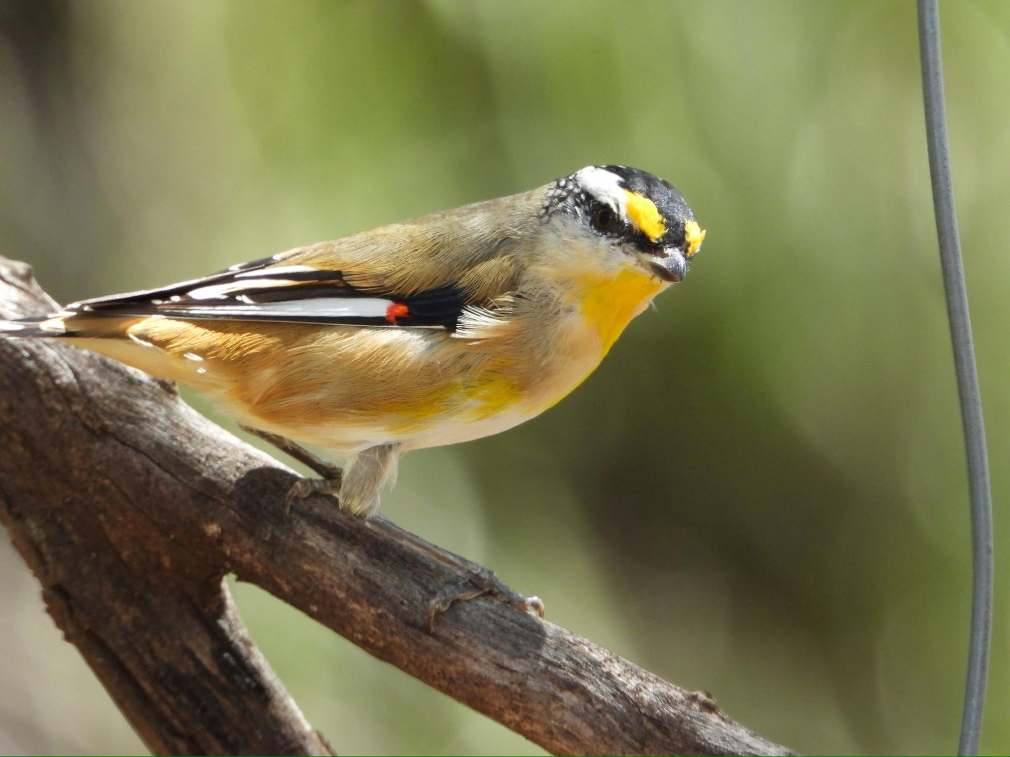 Gidgee Bush Camp and Farm Stay