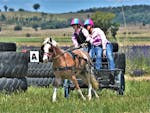 Two women dressed in pink steering a brown horse through tyre obstacles with lavender behind them