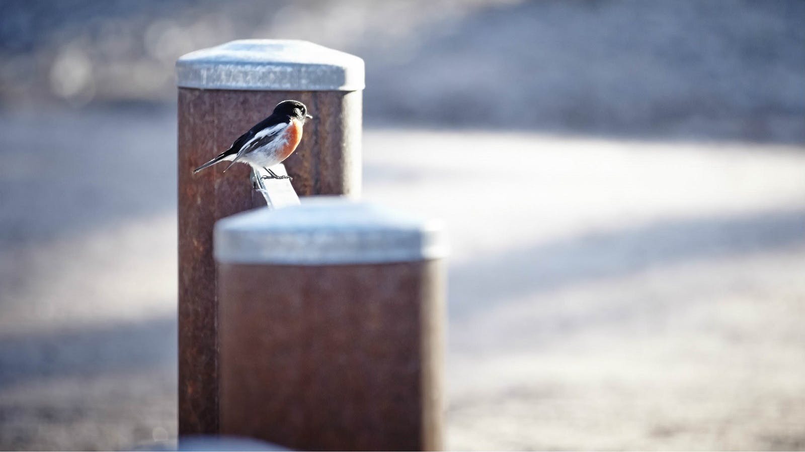 Robin Red Breast sitting on a post