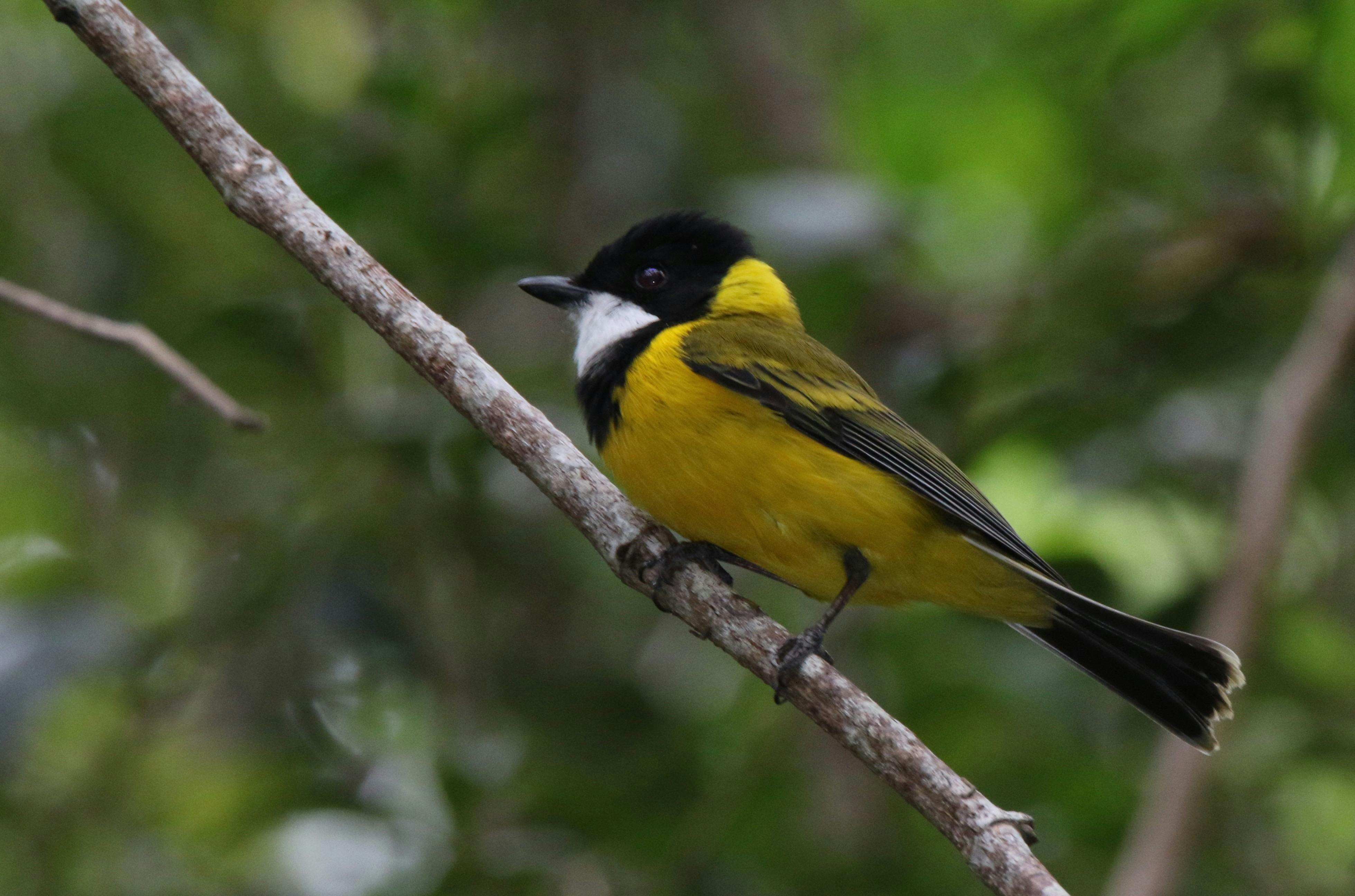 Golden Whistler