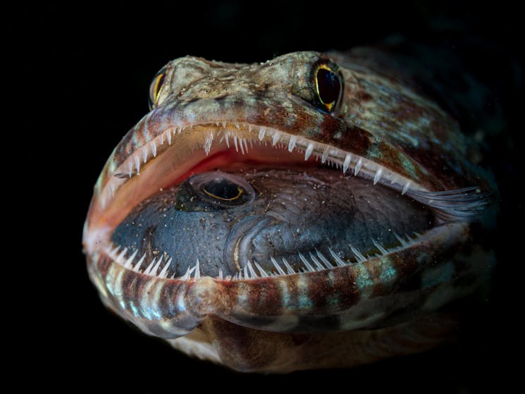 A lizardfish’s open mouth reveals its last meal