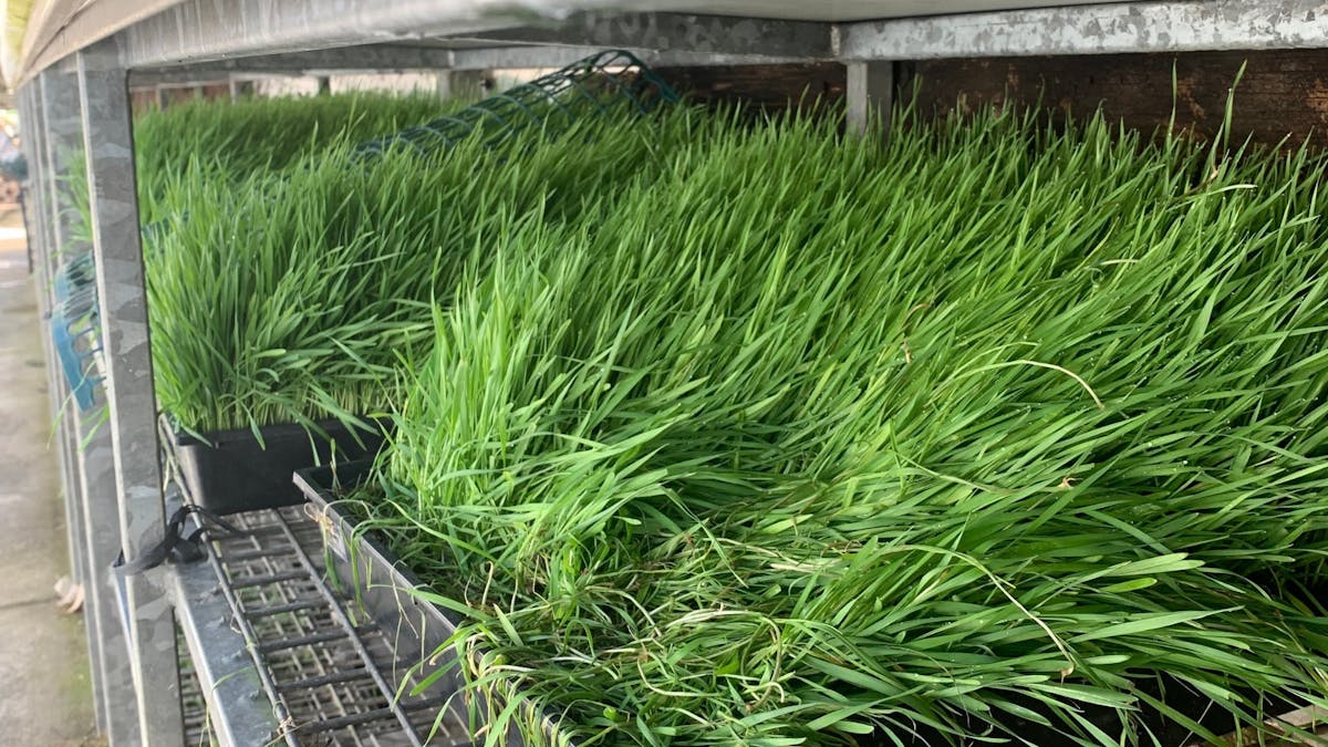 Fresh Wheatgrass