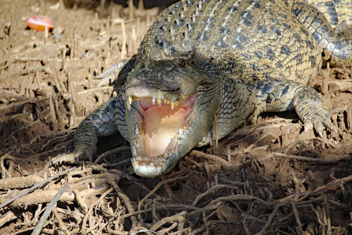 Crocodile