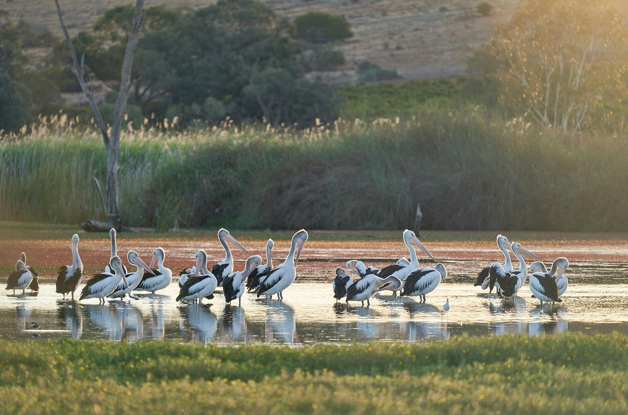 Birds of Banrock Station