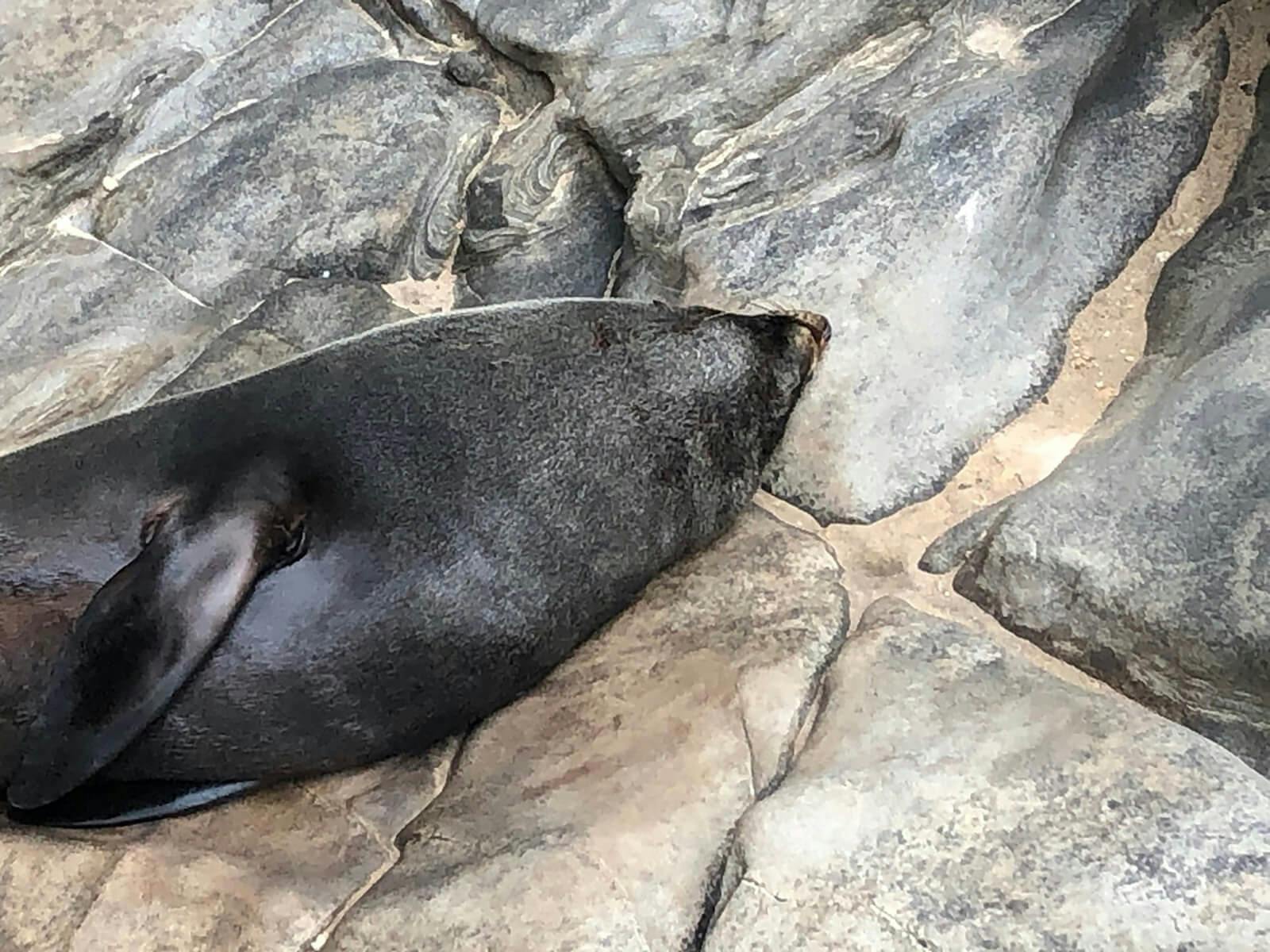 6 Day Kangaroo Island Wilderness Trail KIWT Adventure