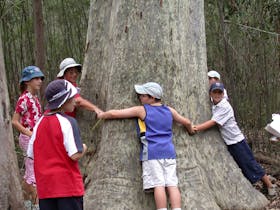 Big Tree Eurobodalla Botanic Gardens