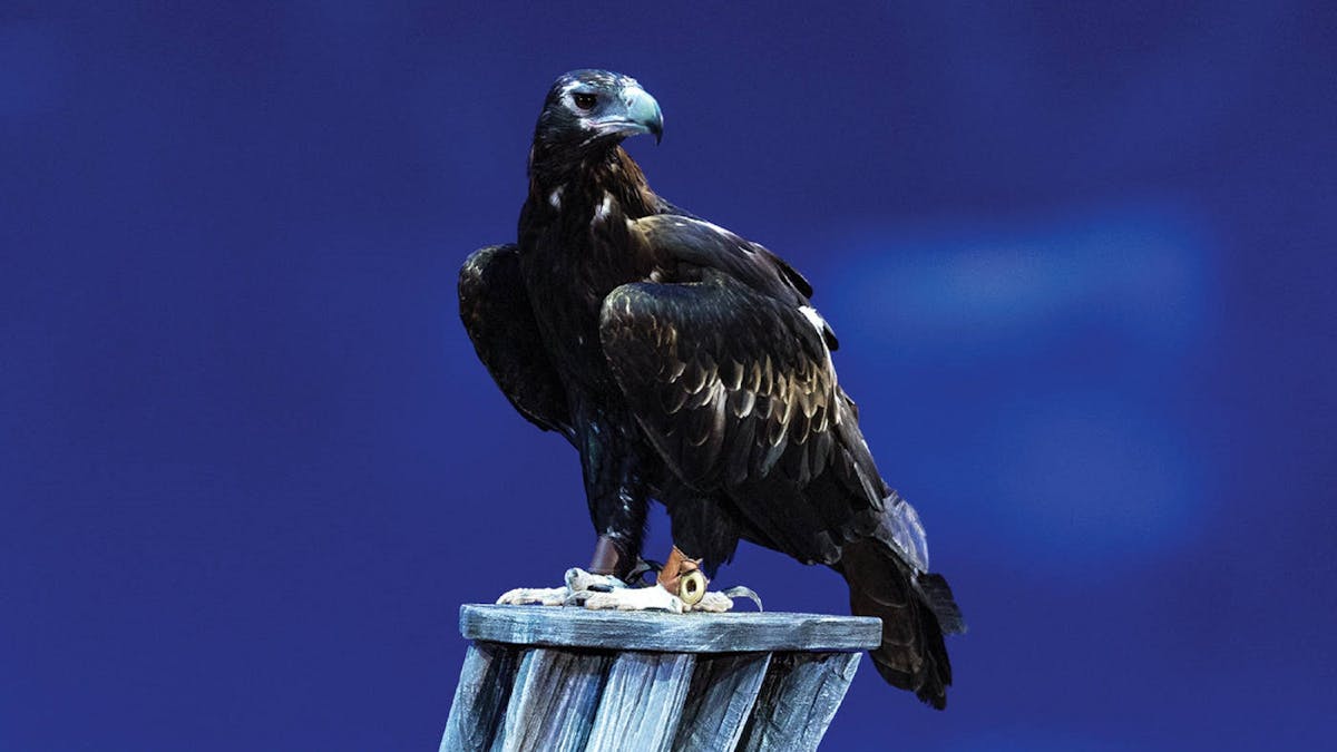 Eagle