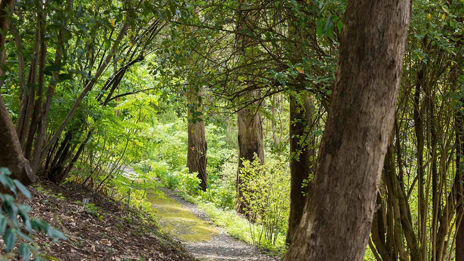 Mount Lofty Botanic Garden