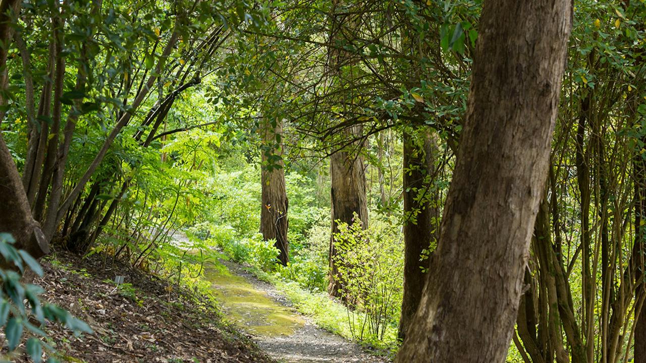 The Woodland Trek at Mount Lofty Botanic Garden features shade and tranquillity.
