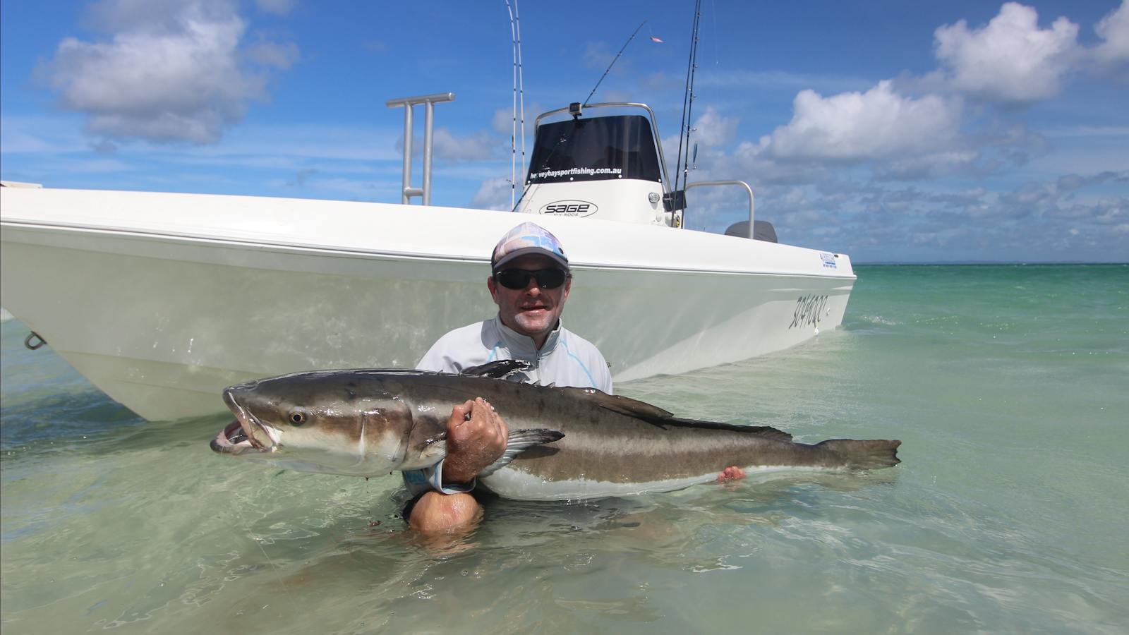 Cobia