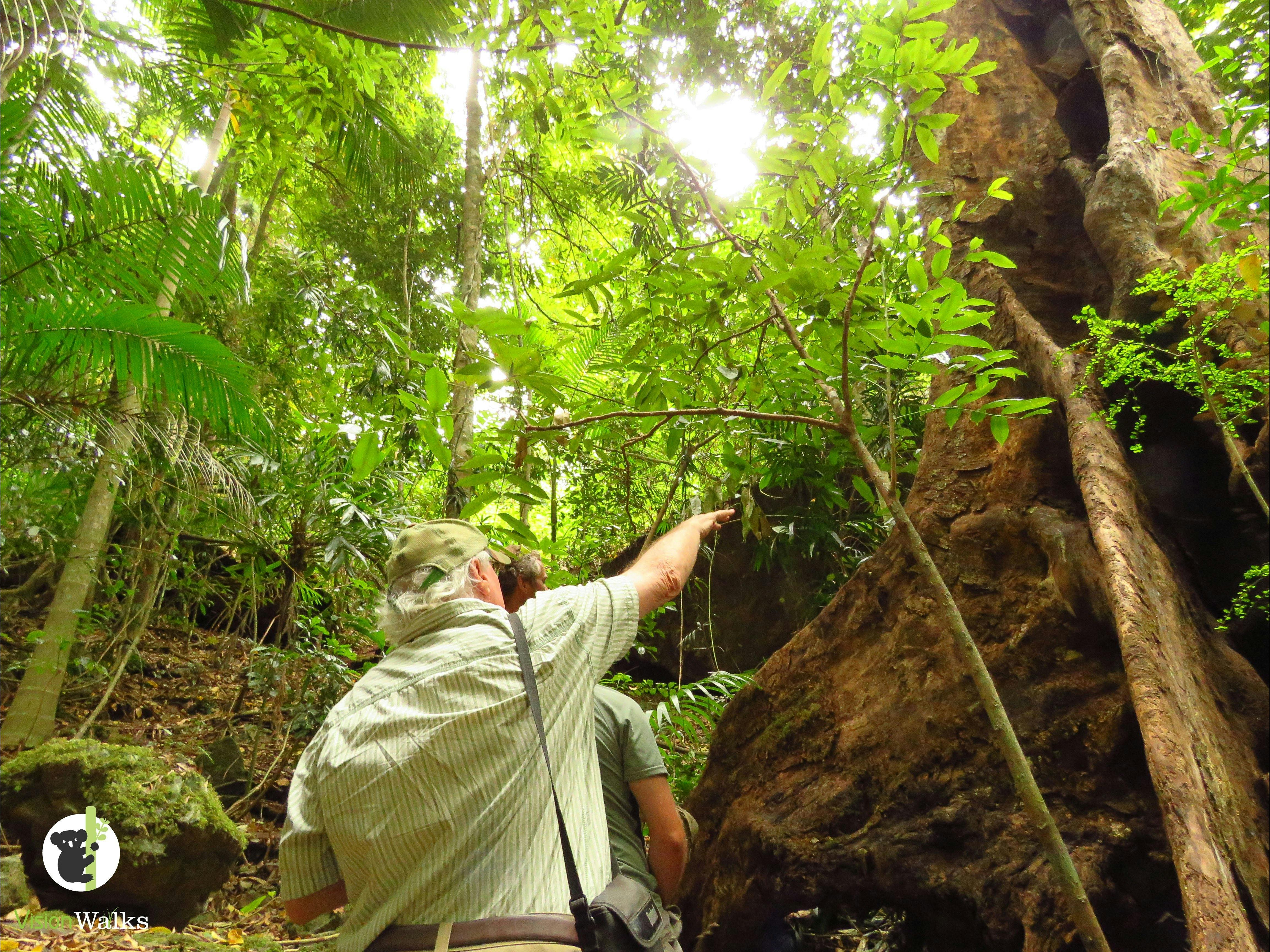 Exploring the rainforest