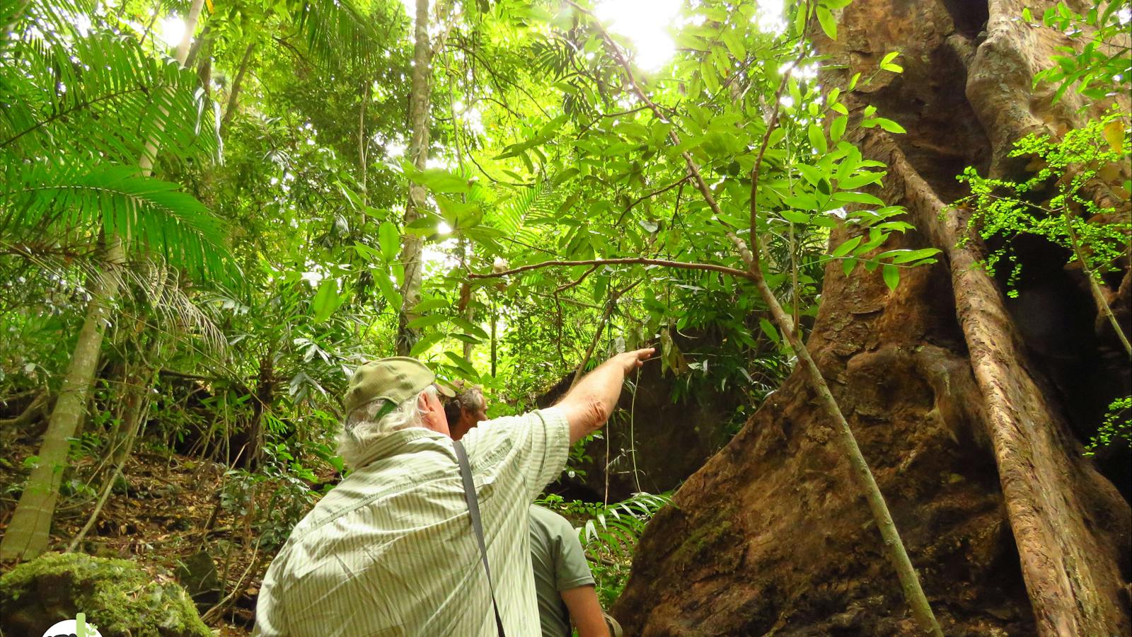 Exploring the rainforest