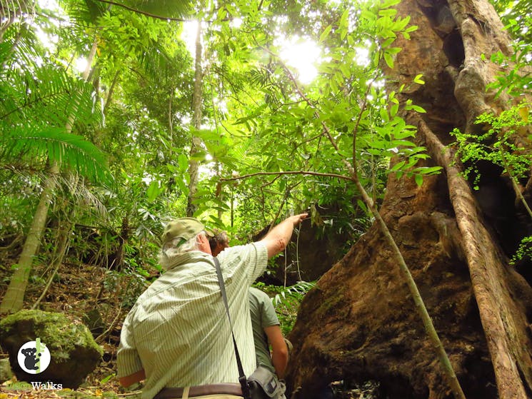 Exploring the rainforest