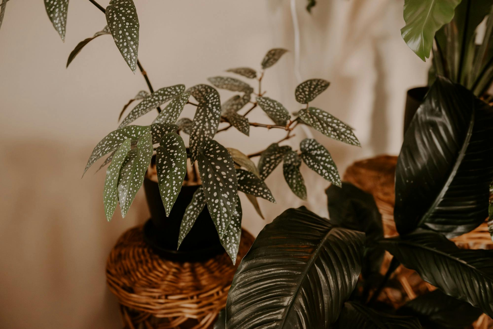 Oasis of green space inside