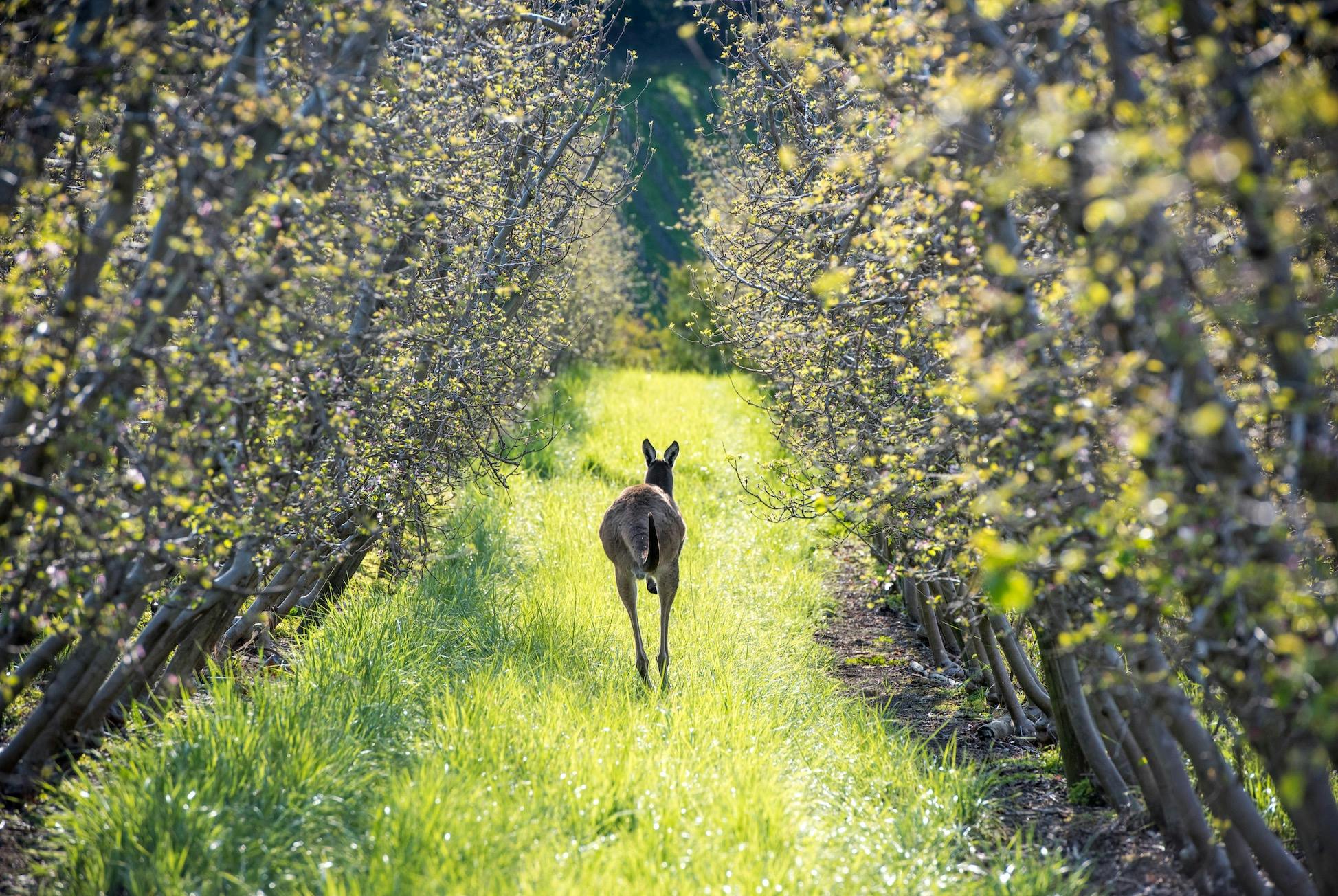Adelaide Hills Produce Tour & Taste