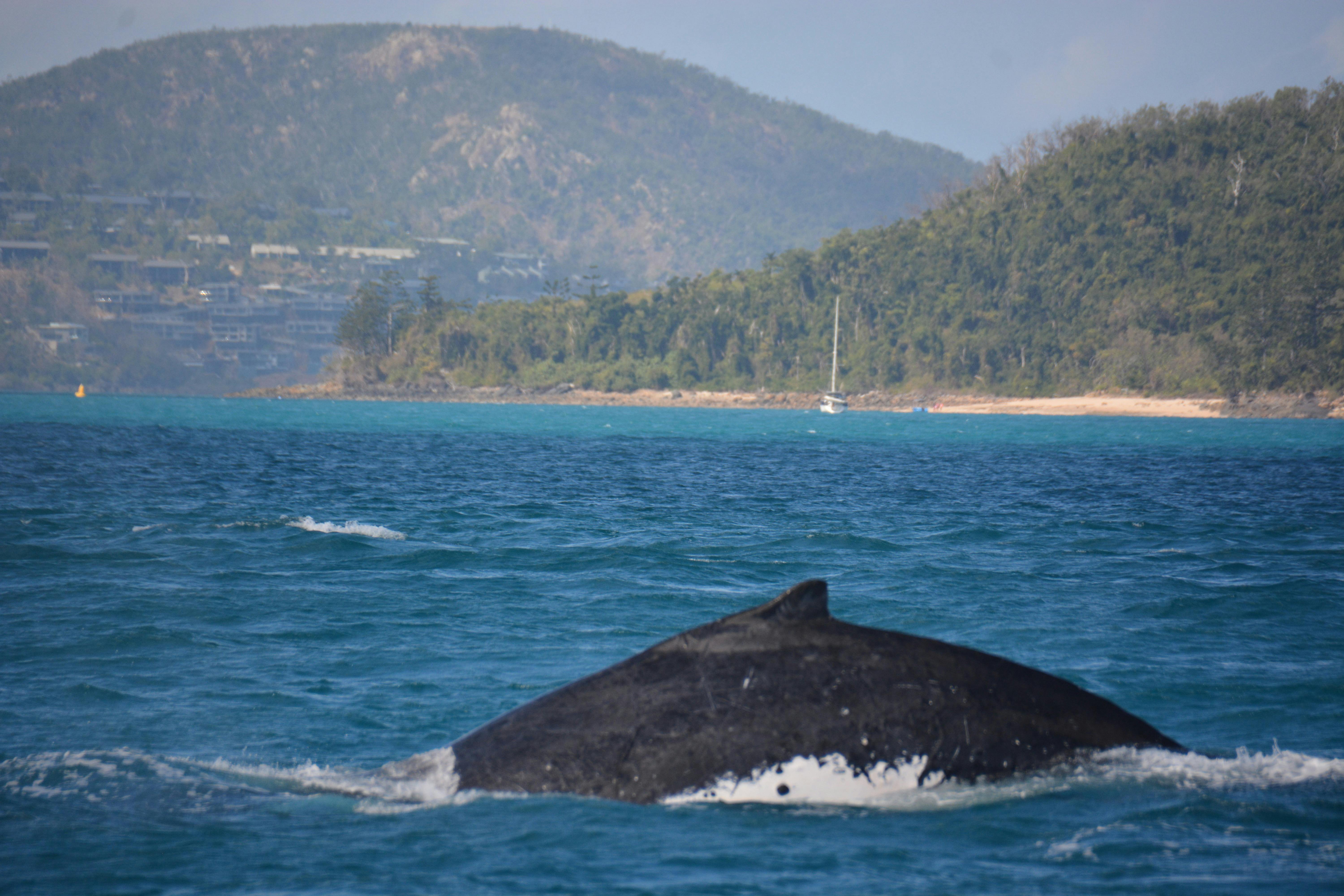 Humpback whales are to be seen frequently in the Whitsunday's from June to September