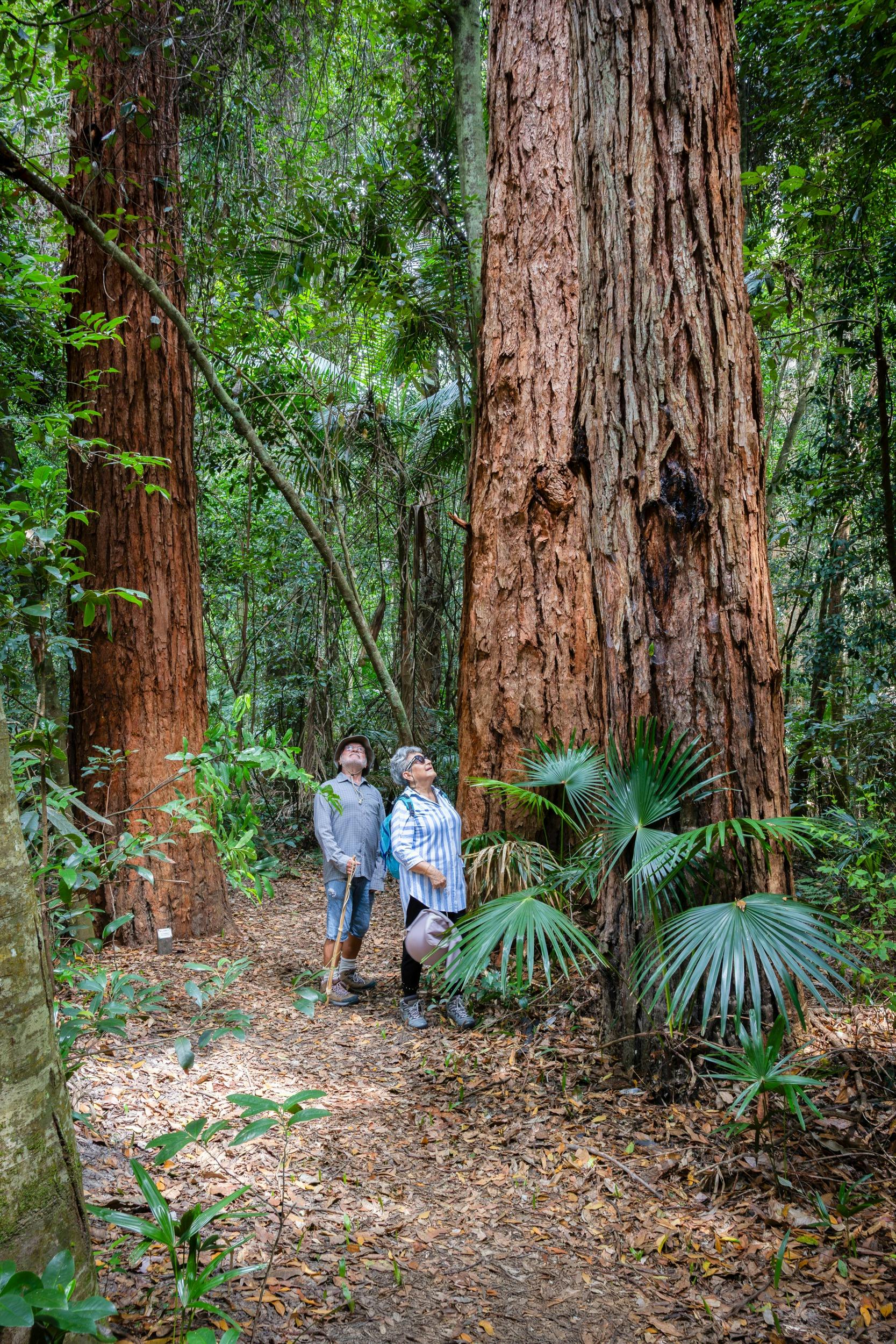 Giant historical tree plantsin fringe the Arboretum Track
