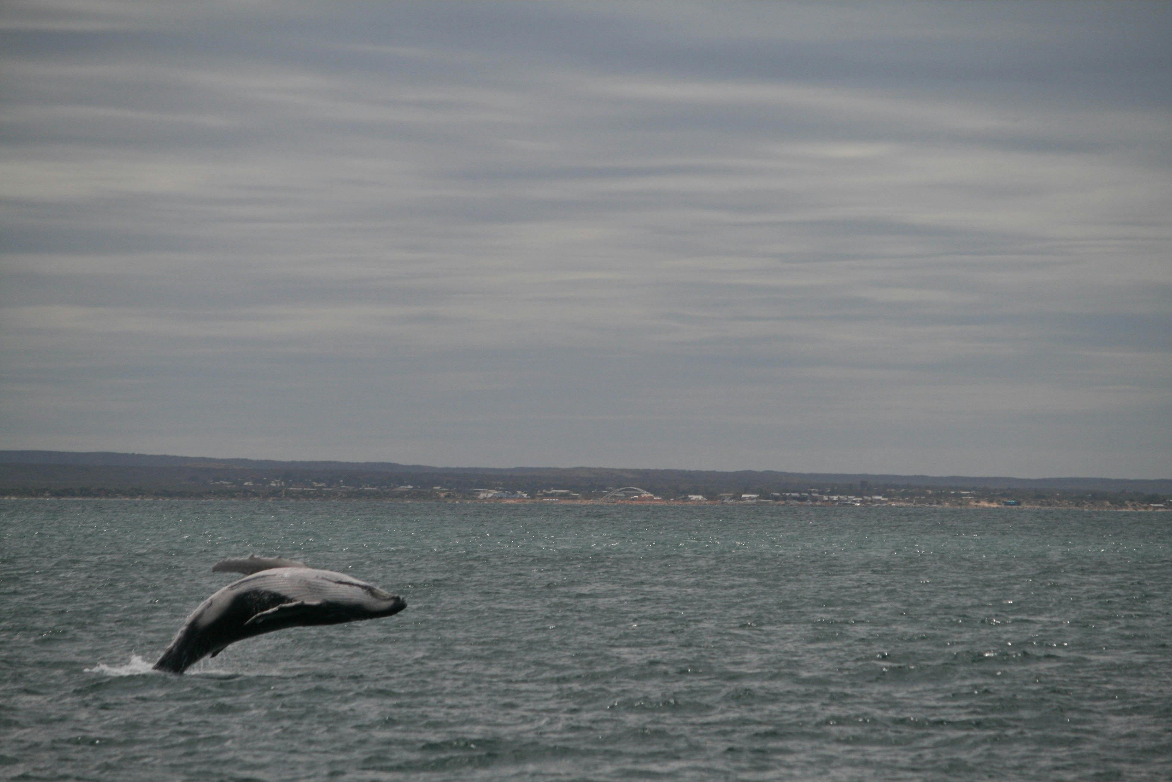 Ocean Eco Adventures, Exmouth, Western Australia