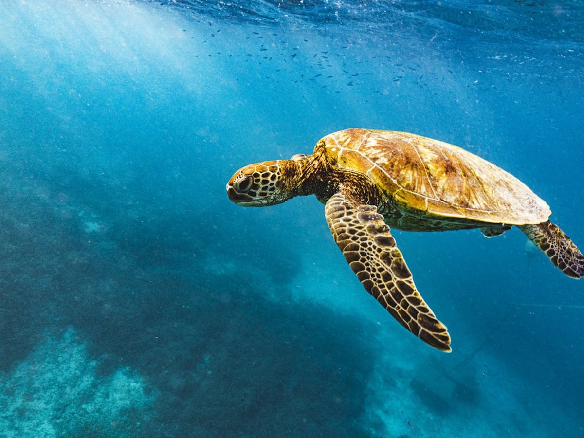Heron Island