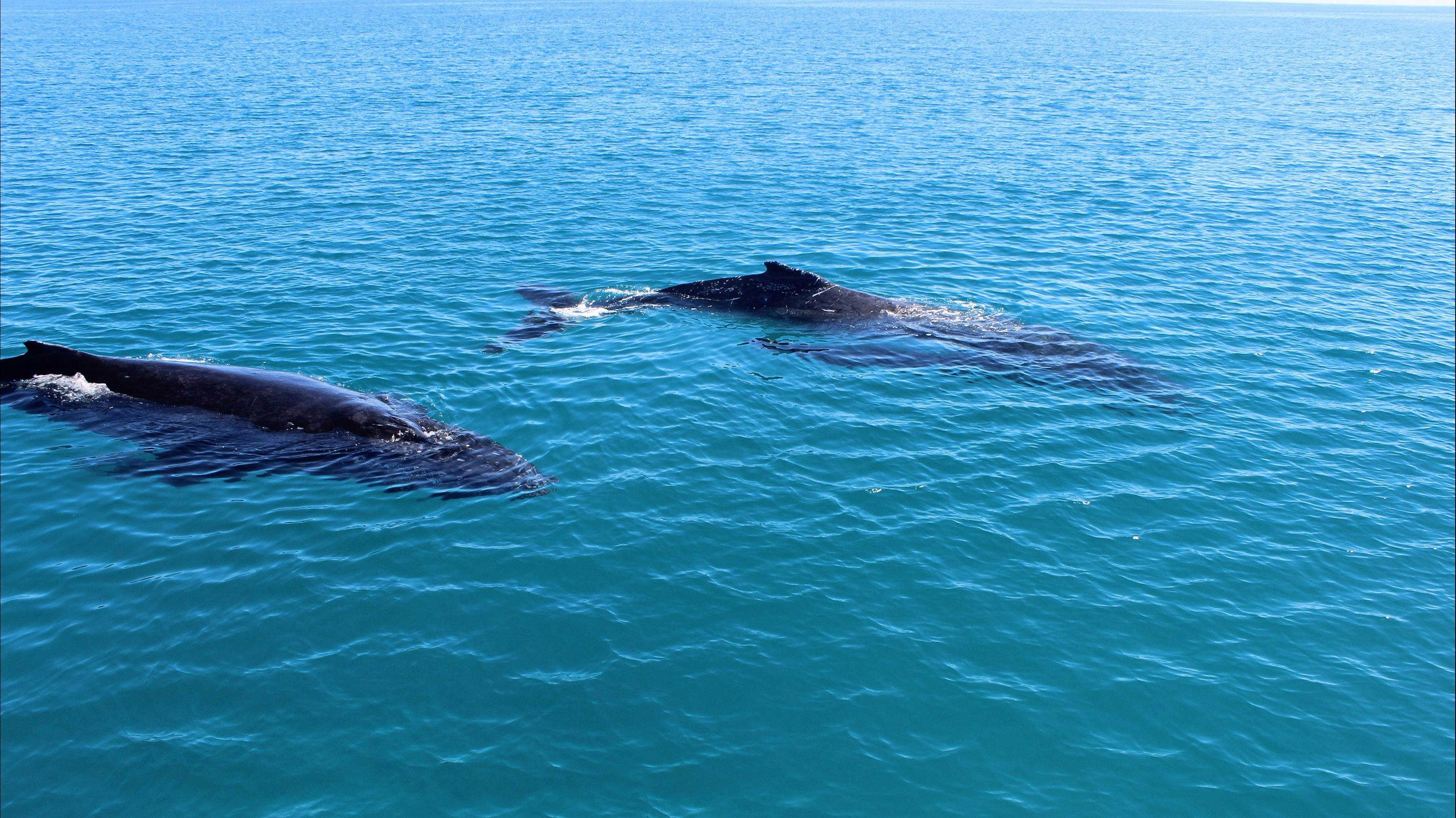 Couple of humpbacks, Hervey Bay