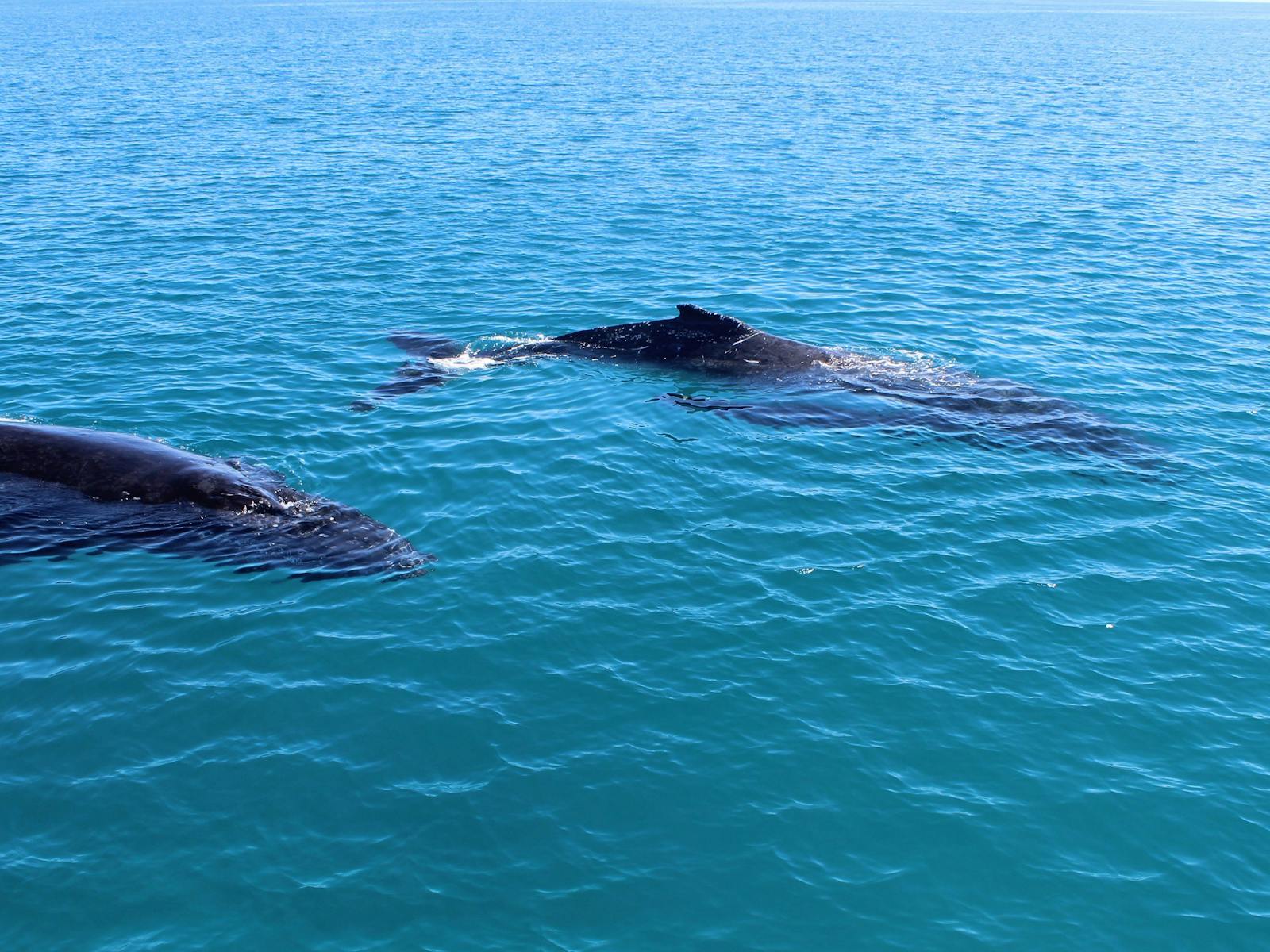 humpback whales hervey bay