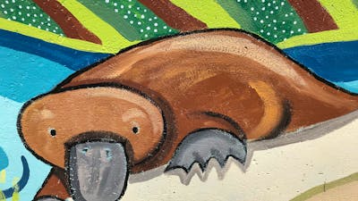 Platypus mural at Kiamma Creek